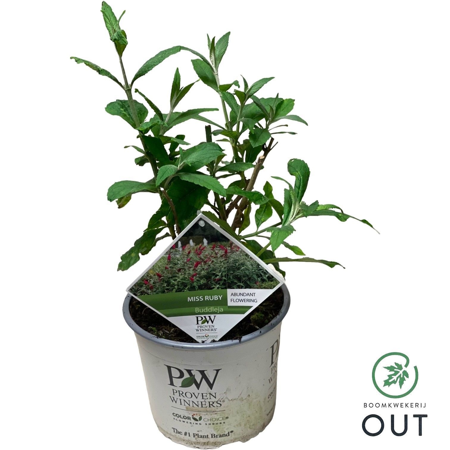 Buddleja 'Miss Ruby'(pbr) PW