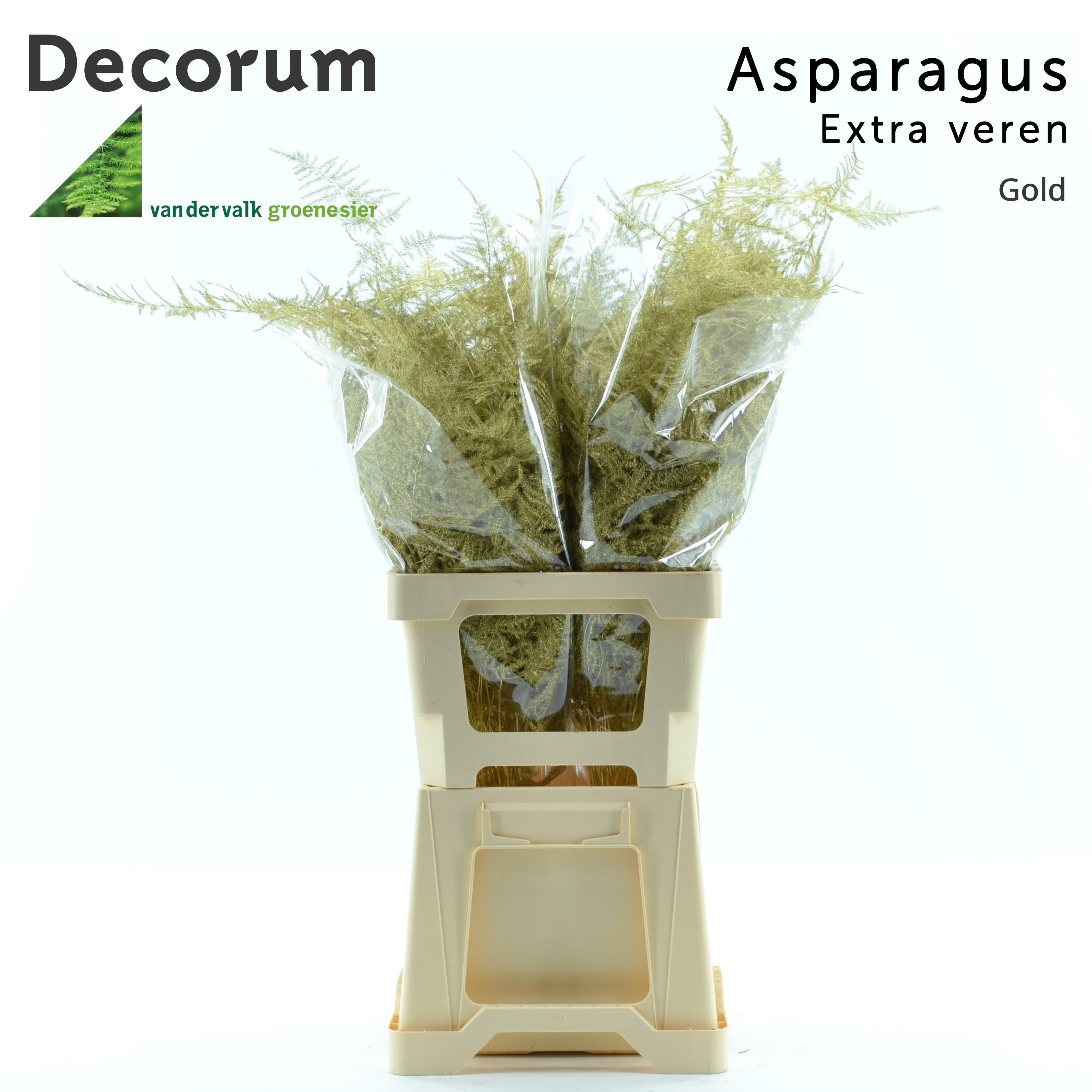 Asparagus Painted 60cm