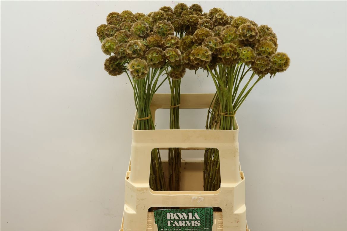 Scabiosa St Klb H% 60cm