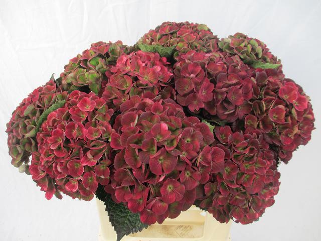 Hydrangea Charlotte Classic 40cm 16Ø