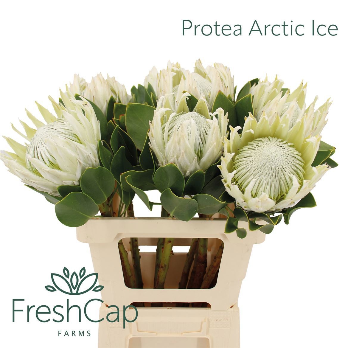 Protea Cy Arctic Ice 60cm