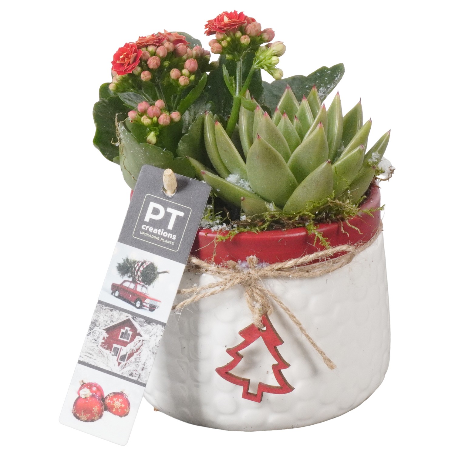 Picture of PTKB9367 Arrangement X-Mas in ceramic pot P11 19CM