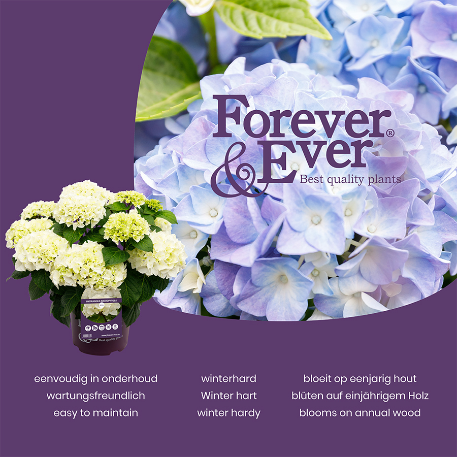 Picture of Hydrangea macr. Forever & Ever® 'Hortbux'® Pink C2 (17cm.) Potcover