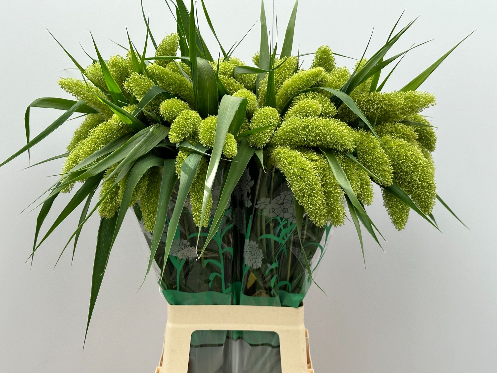 Setaria Volle Melk 80cm