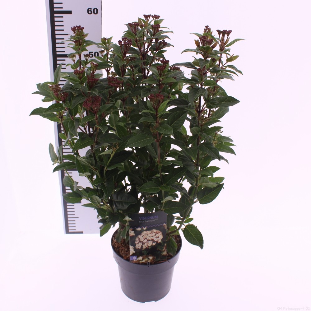 Picture of Viburnum tinus 'Ladybird' PBR