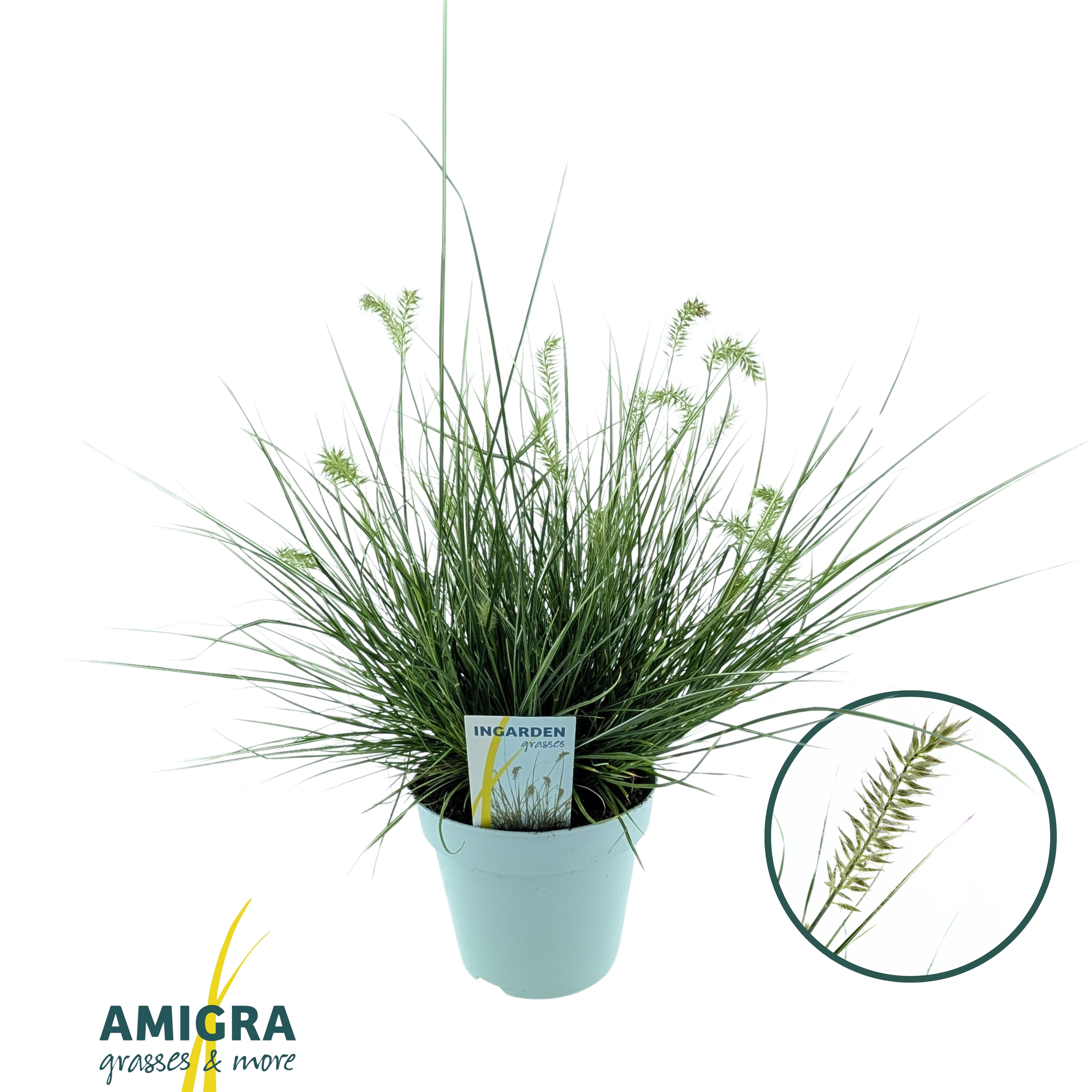 Picture of Pennisetum alopecuroides 'Litte Honey'