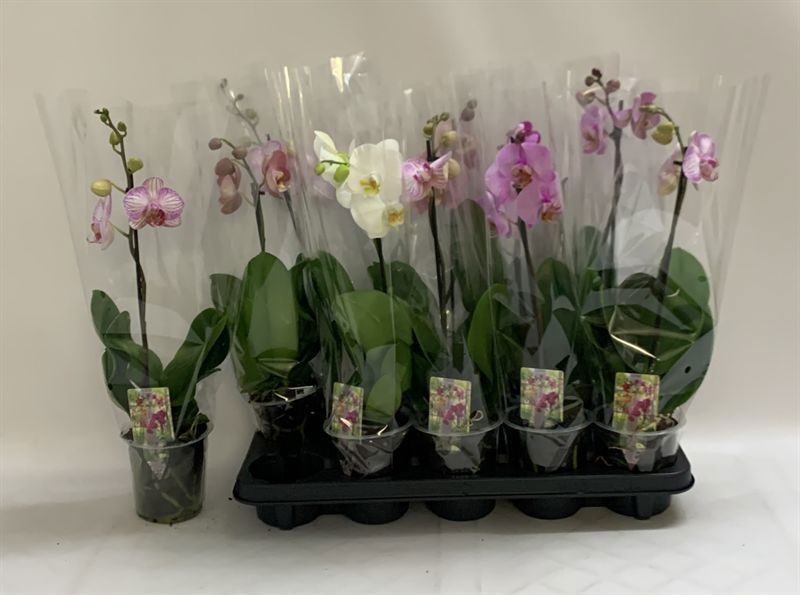 Phalaenopsis Asst 12Ø 55cm