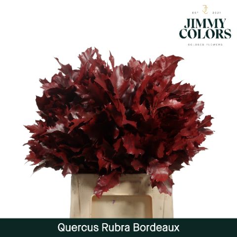 Quercus Rubra L60 Bordeaux