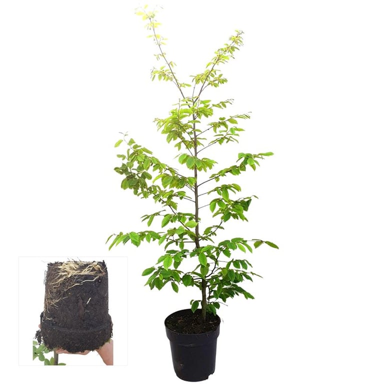 Picture of Carpinus betulus C4.5 (LOOSE)