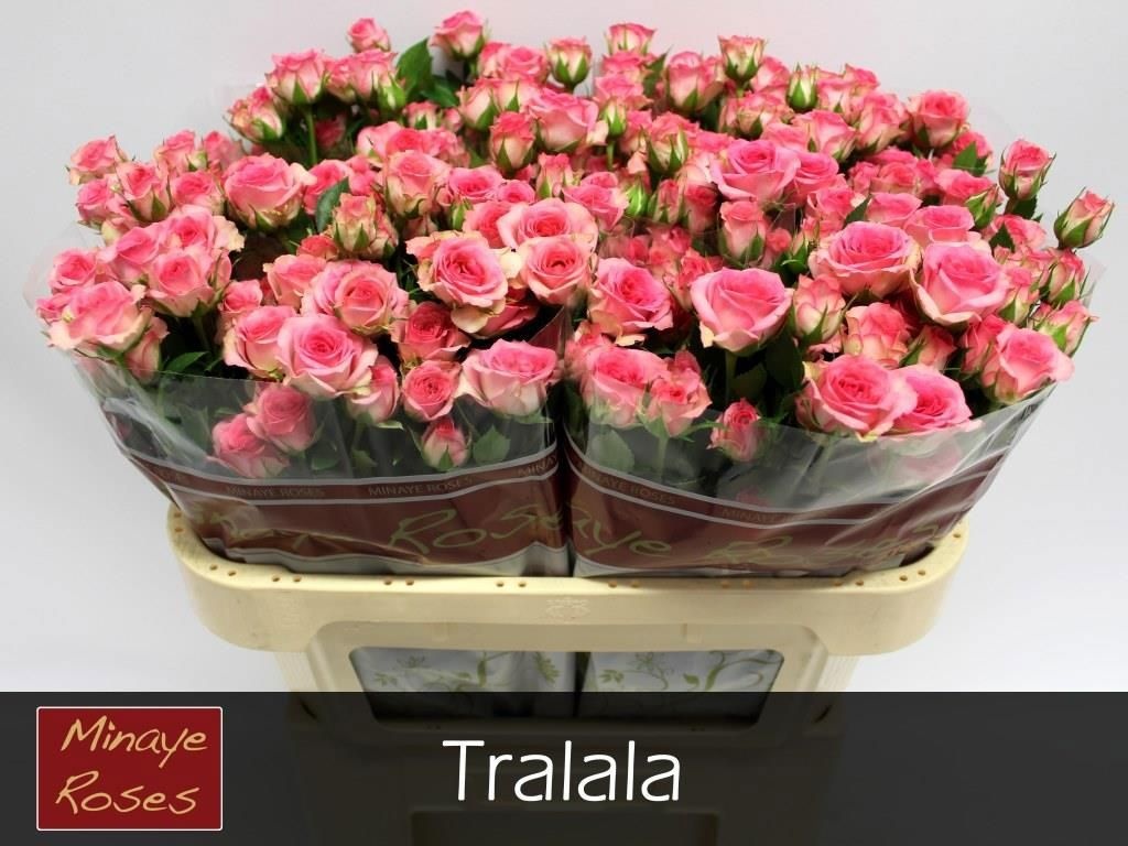 Rosa Spr Tralala 70cm