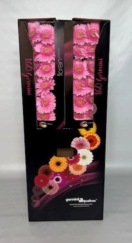 Ge Mi Kirstey Aquabox *160