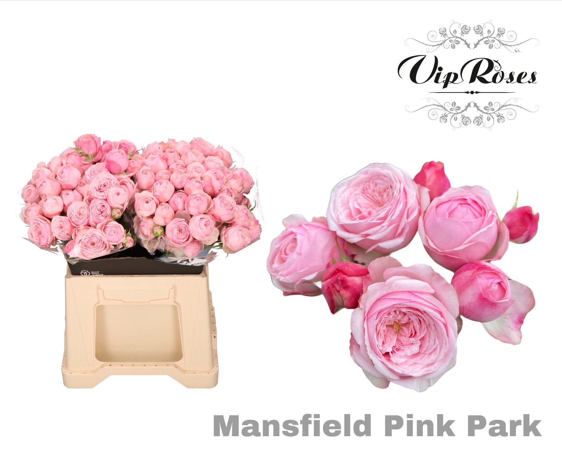R Tr Mansfi Pin Park
