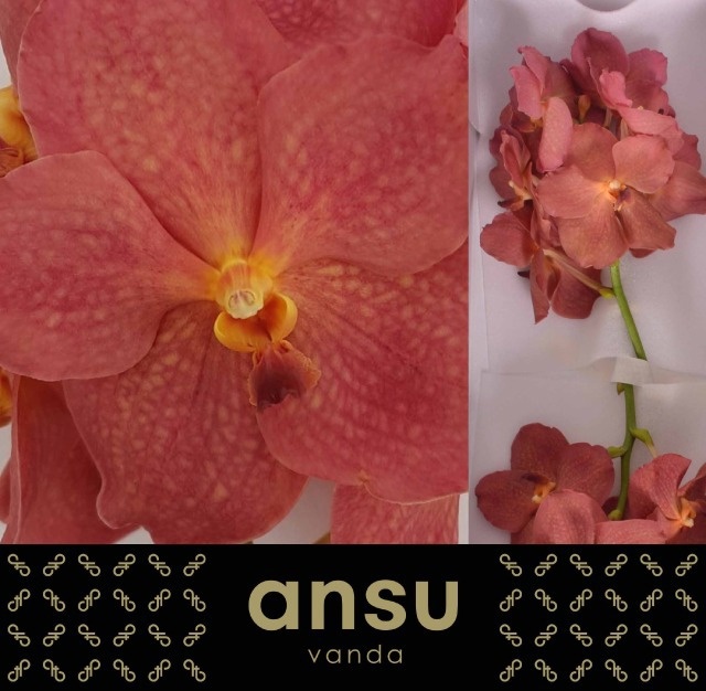 Vanda Ni Salmon