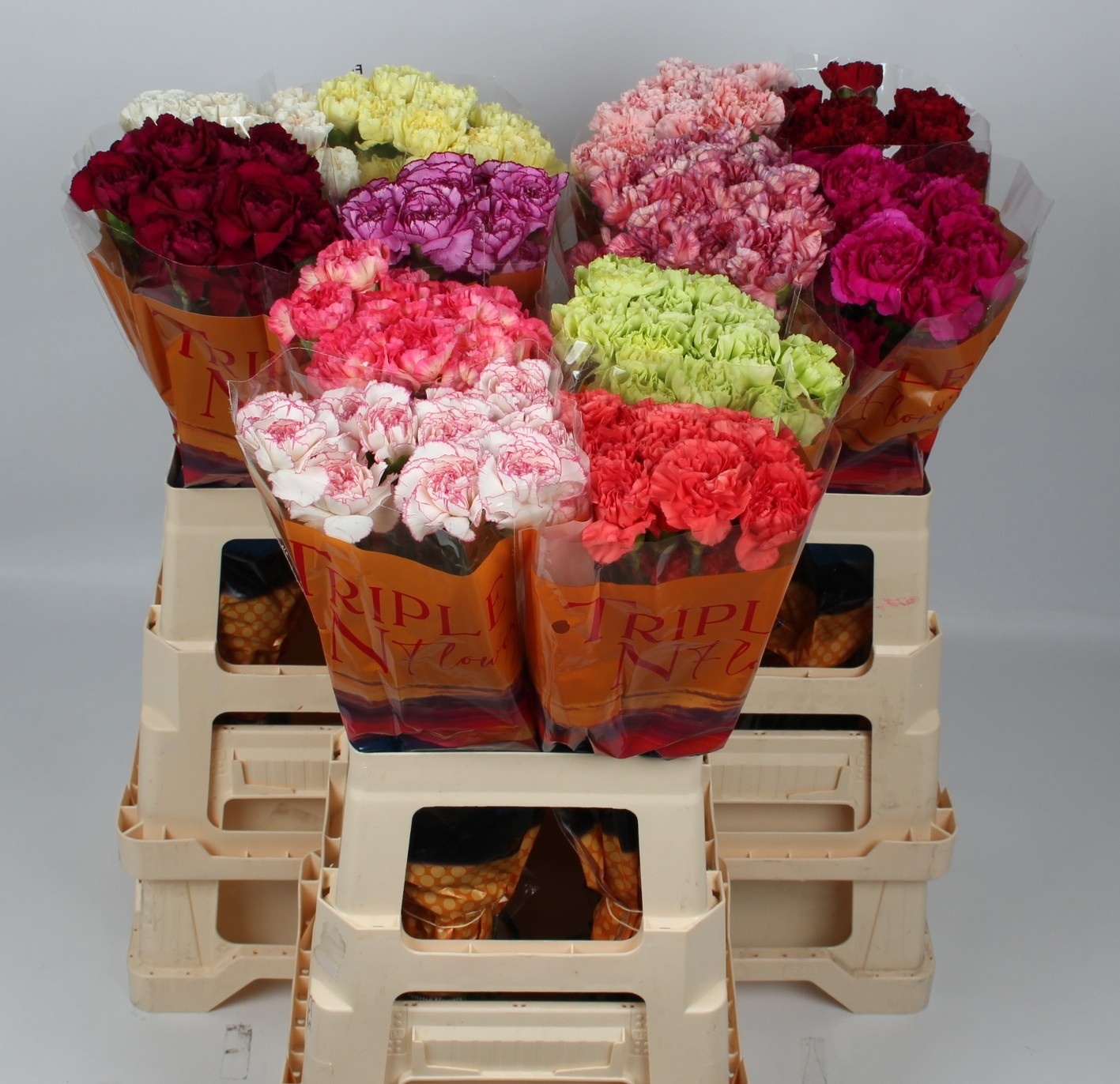 Dianthus St Mixed 60cm