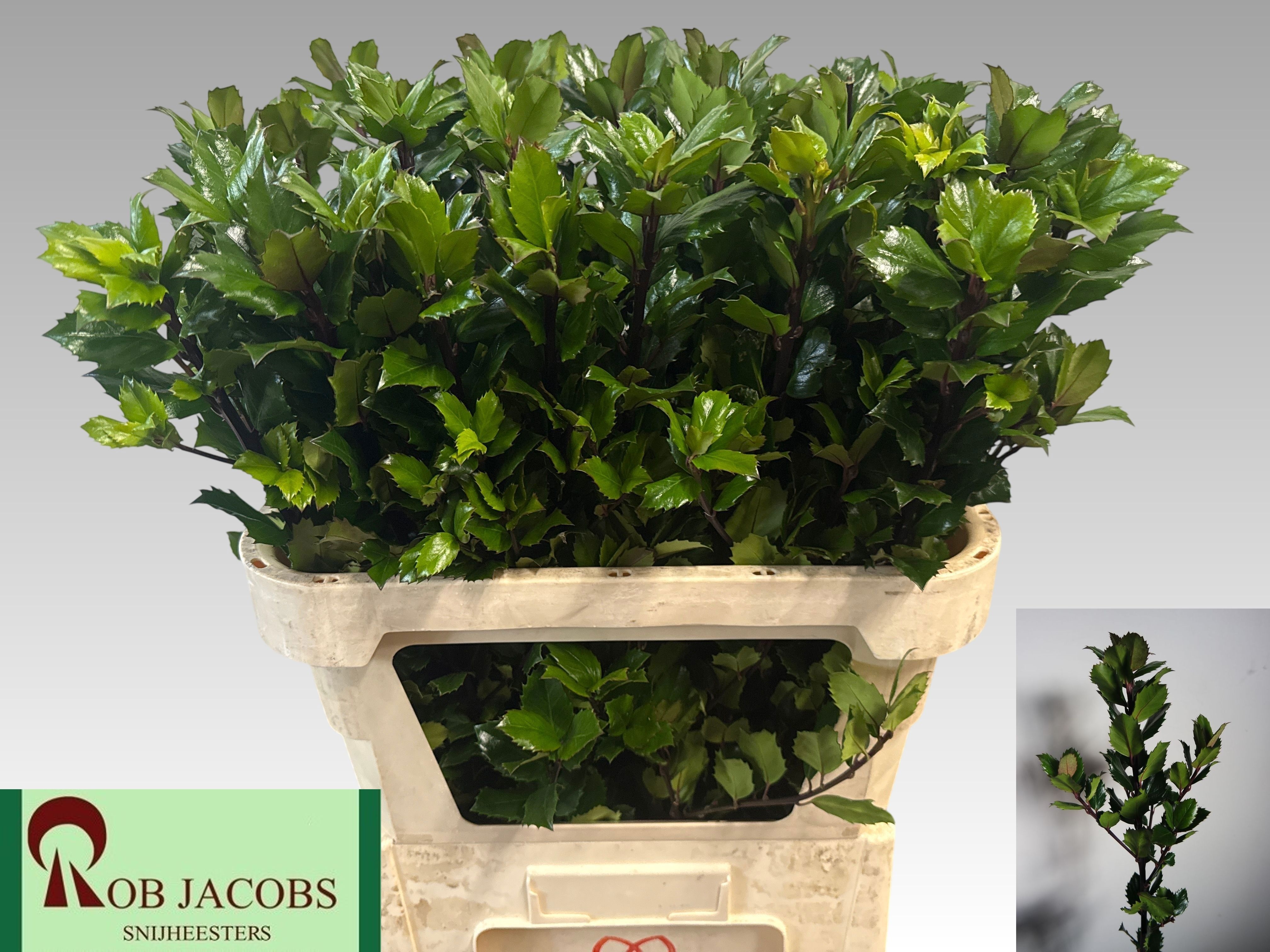 Ilex Blue Prince 80cm