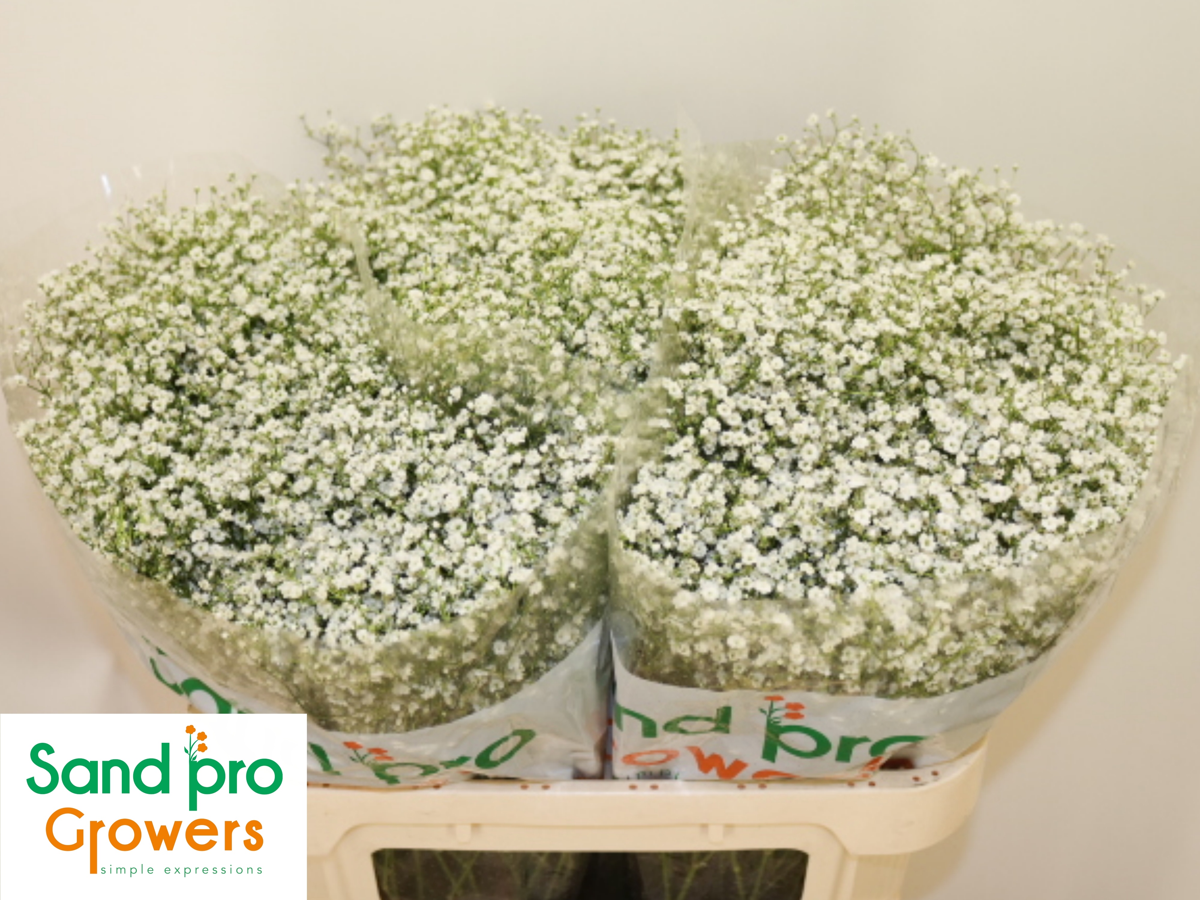 Gypsophila Discovery 70cm 20gram