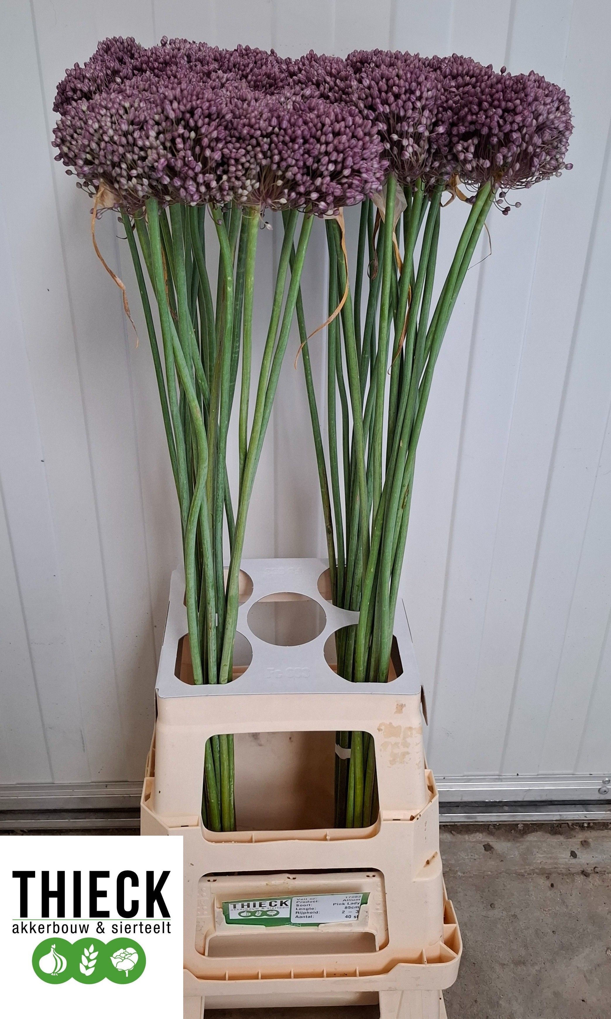 Allium Pink Lady 80cm