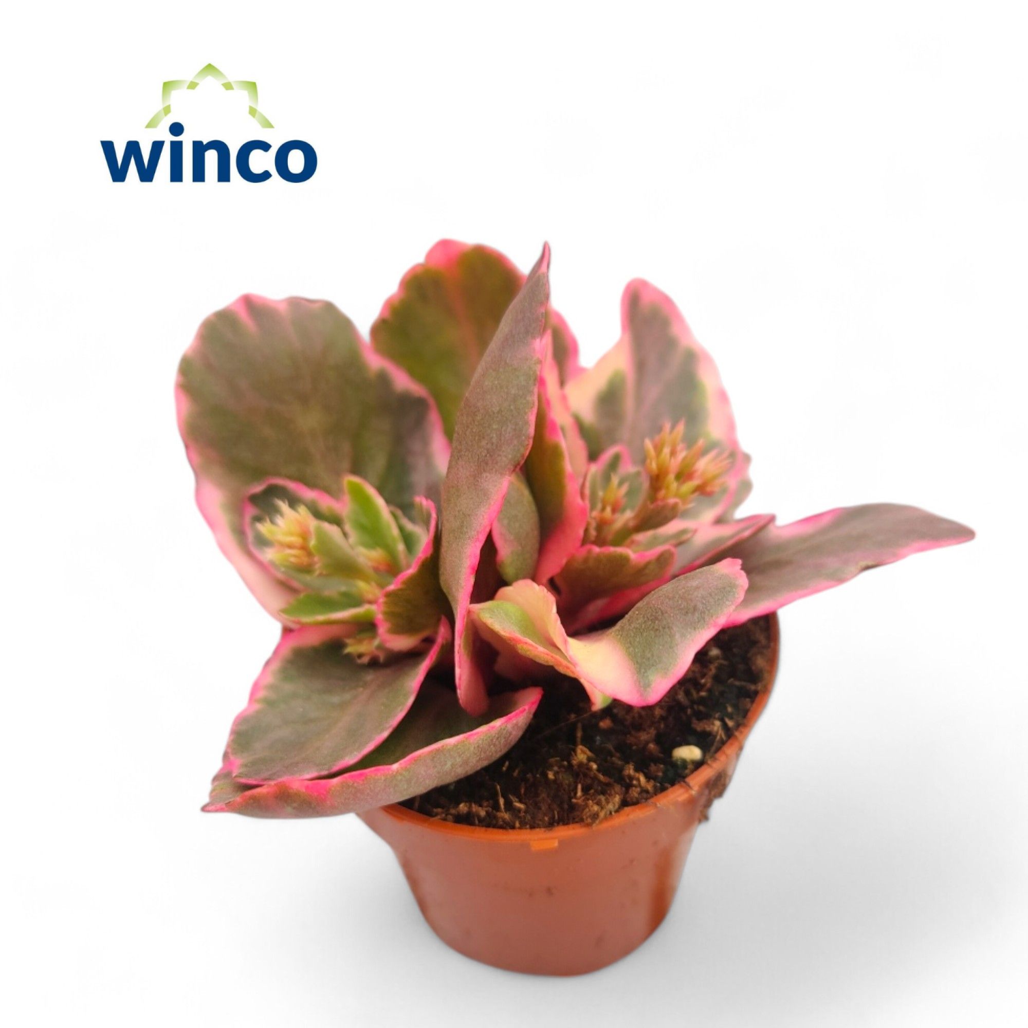 Picture of Kalanchoe Variegata Multicolor WK5 P8.5