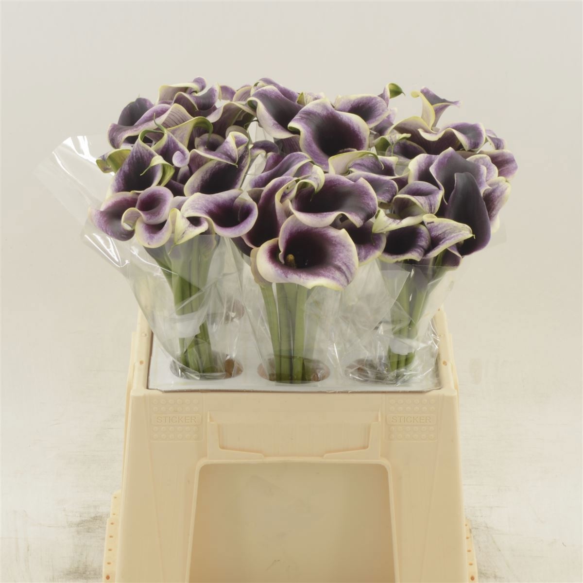 Calla Dubai Nights 45cm