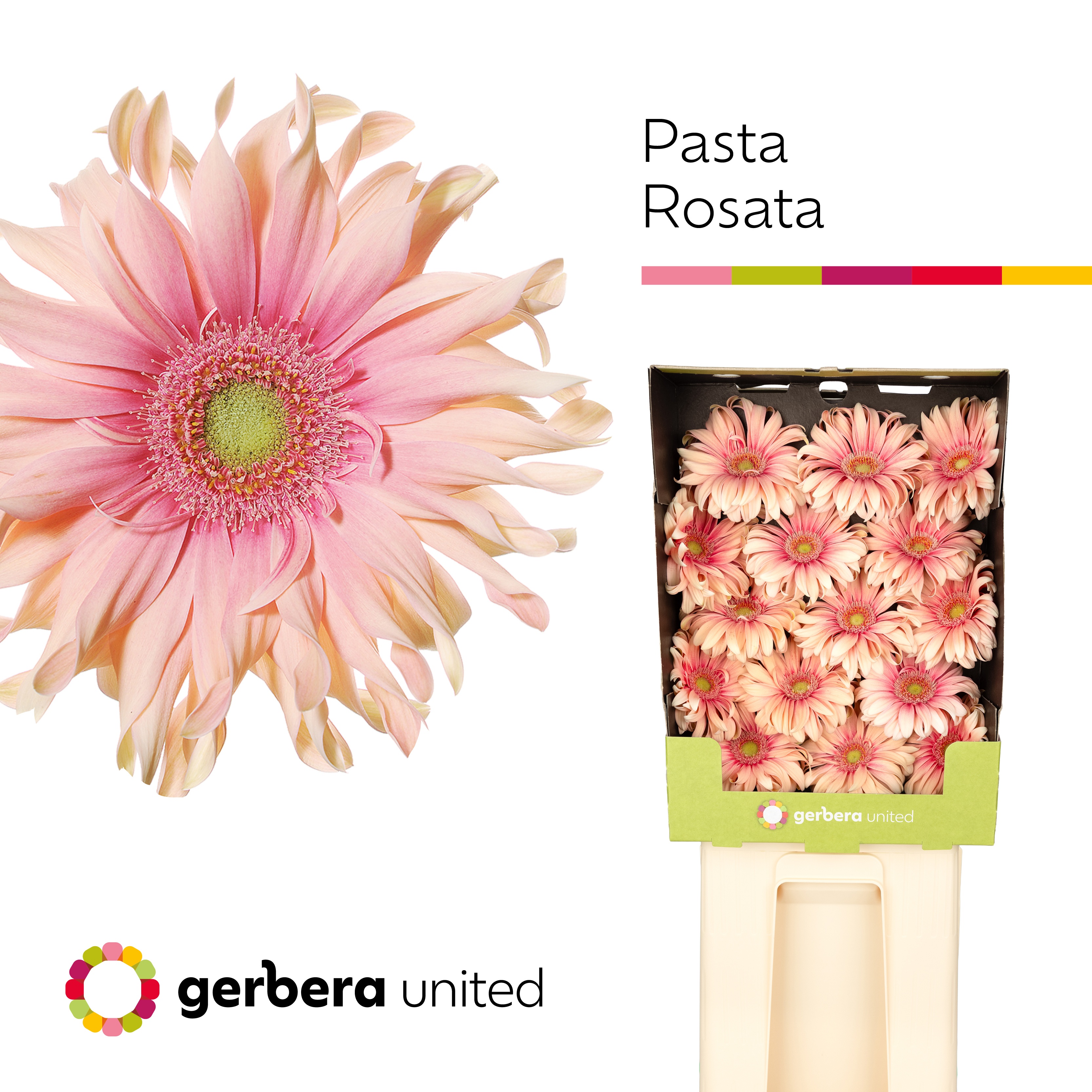 Ge Gr Pasta Rosata