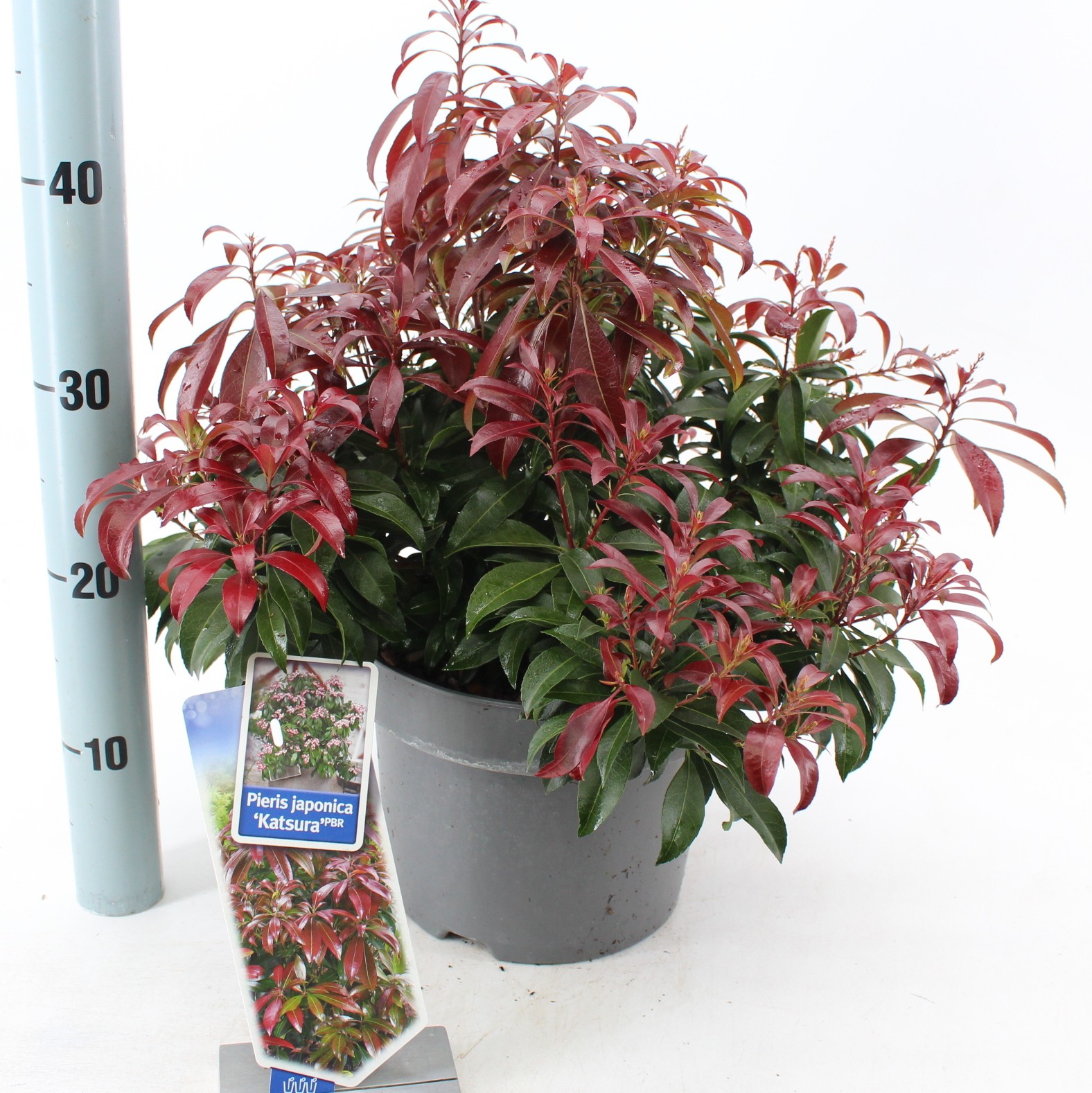 Picture of Pieris jap. ‘Katsura’ PBR