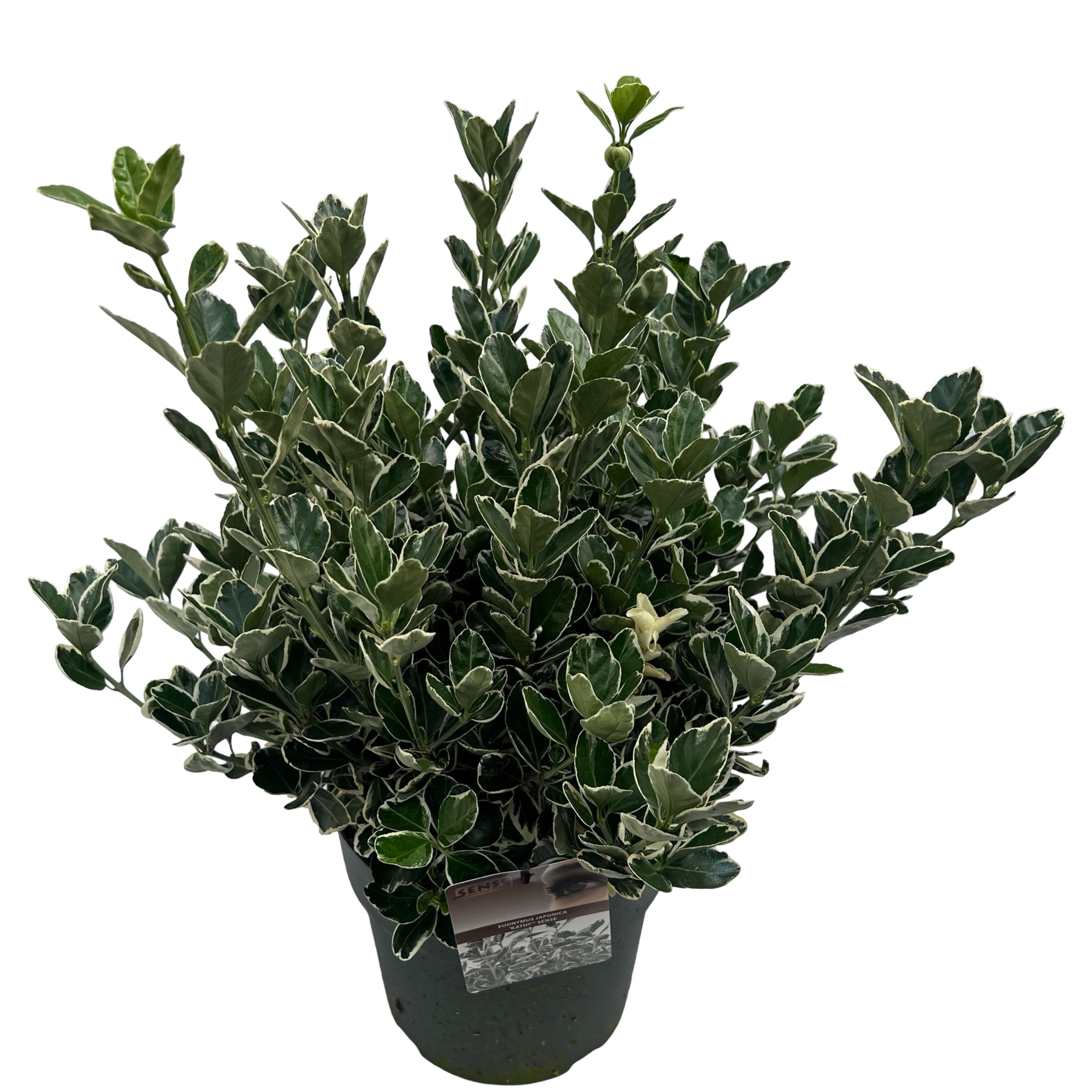 Picture of Euonymus jap. Kathy sense P29 (10 Ltr) (LOOSE)