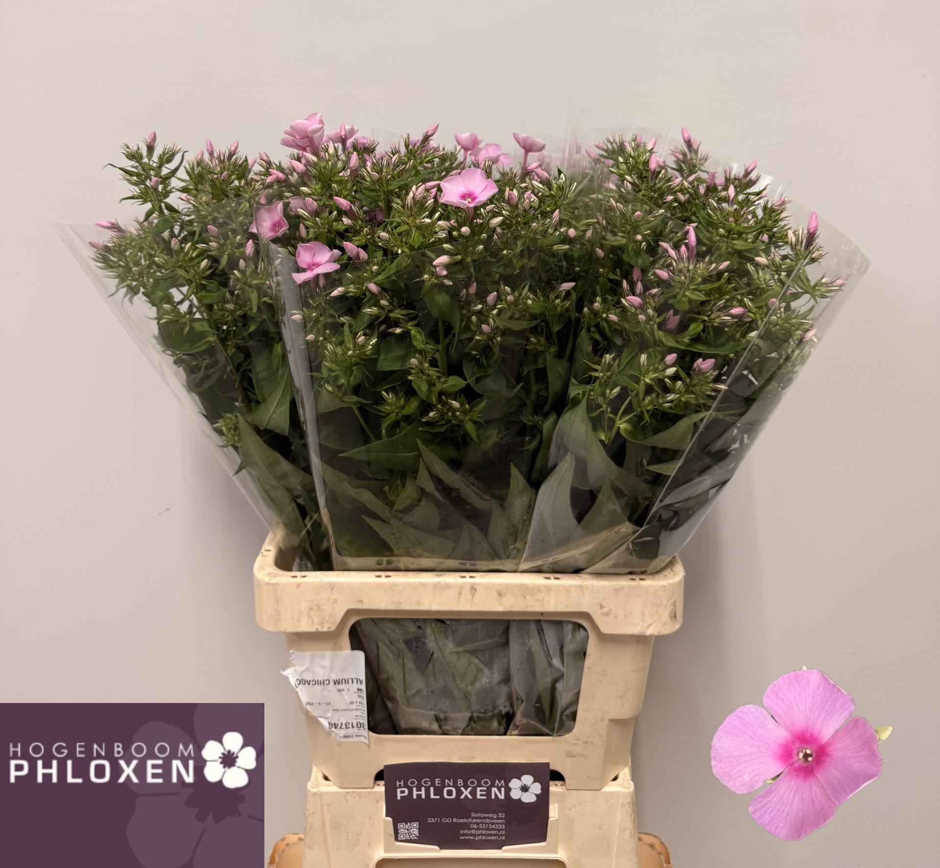 Phlox P Sweet Lexy 60cm