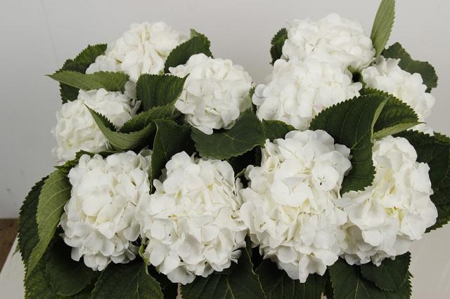 Hydrangea White Verena 80cm 18Ø