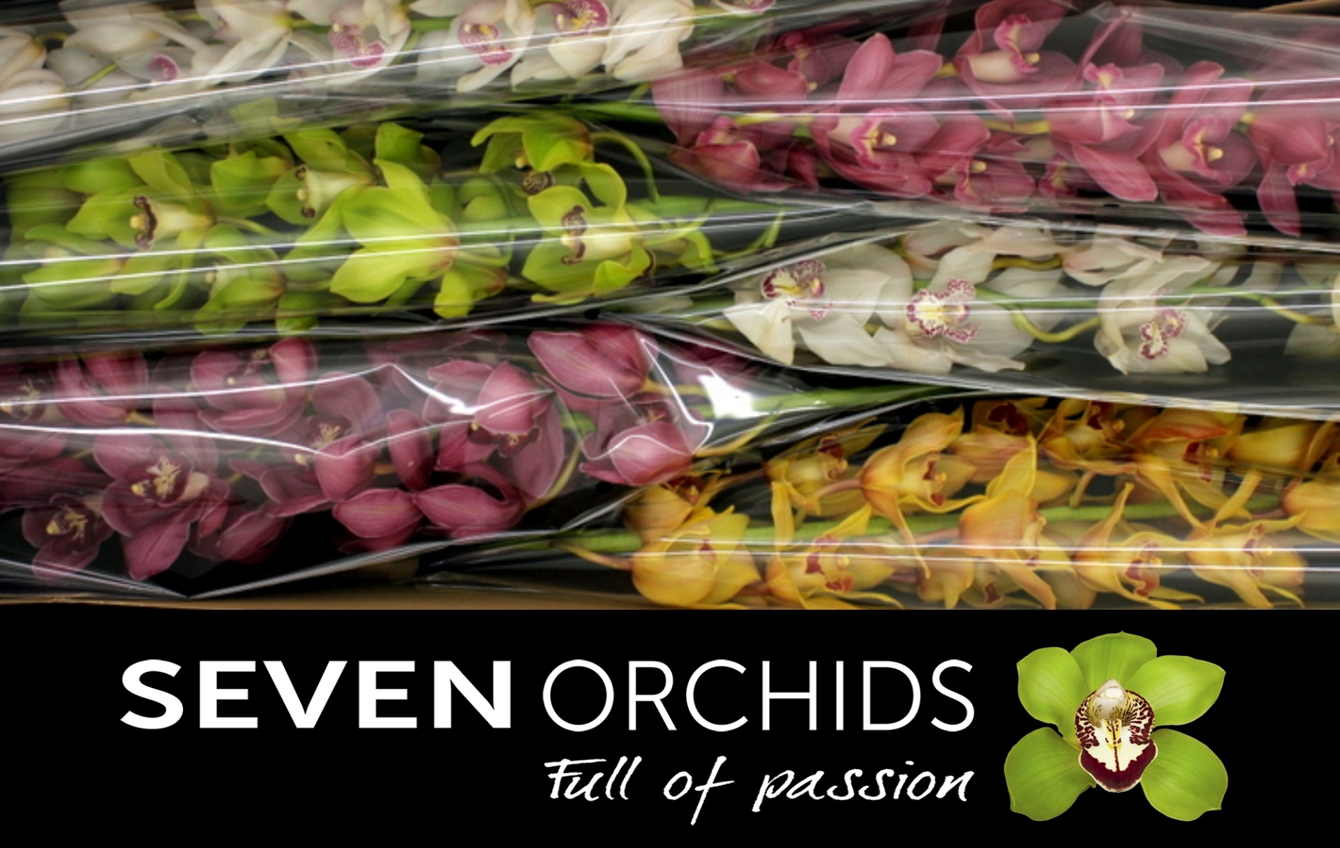 Cymbidium Asst 13bl