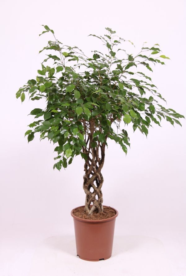 Ficus benjamina 'Exotica'