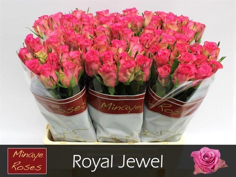Rosa Royal Jewel 60cm