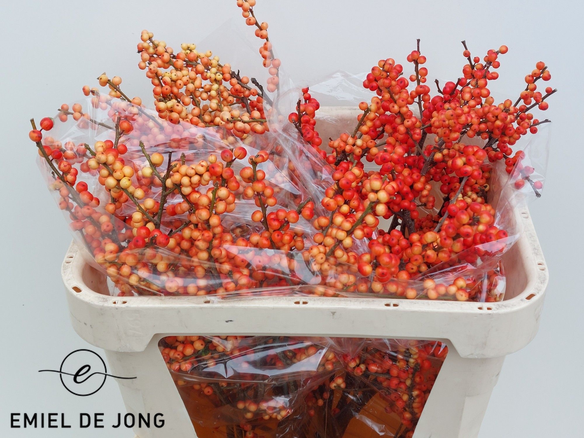 Ilex Oudijks Orange 70cm