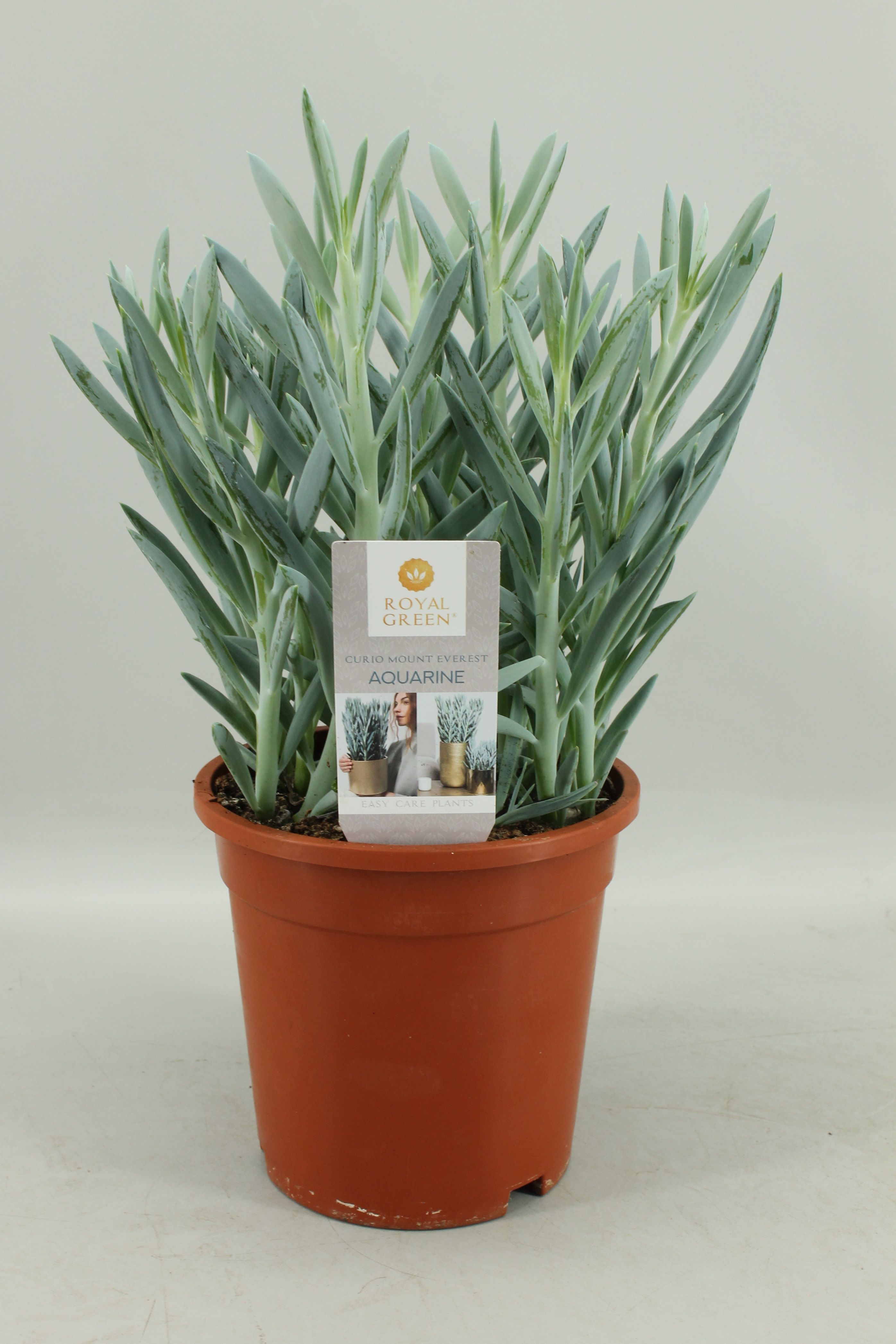 Curio ficoides 'Mount Everest' | OZ Planten