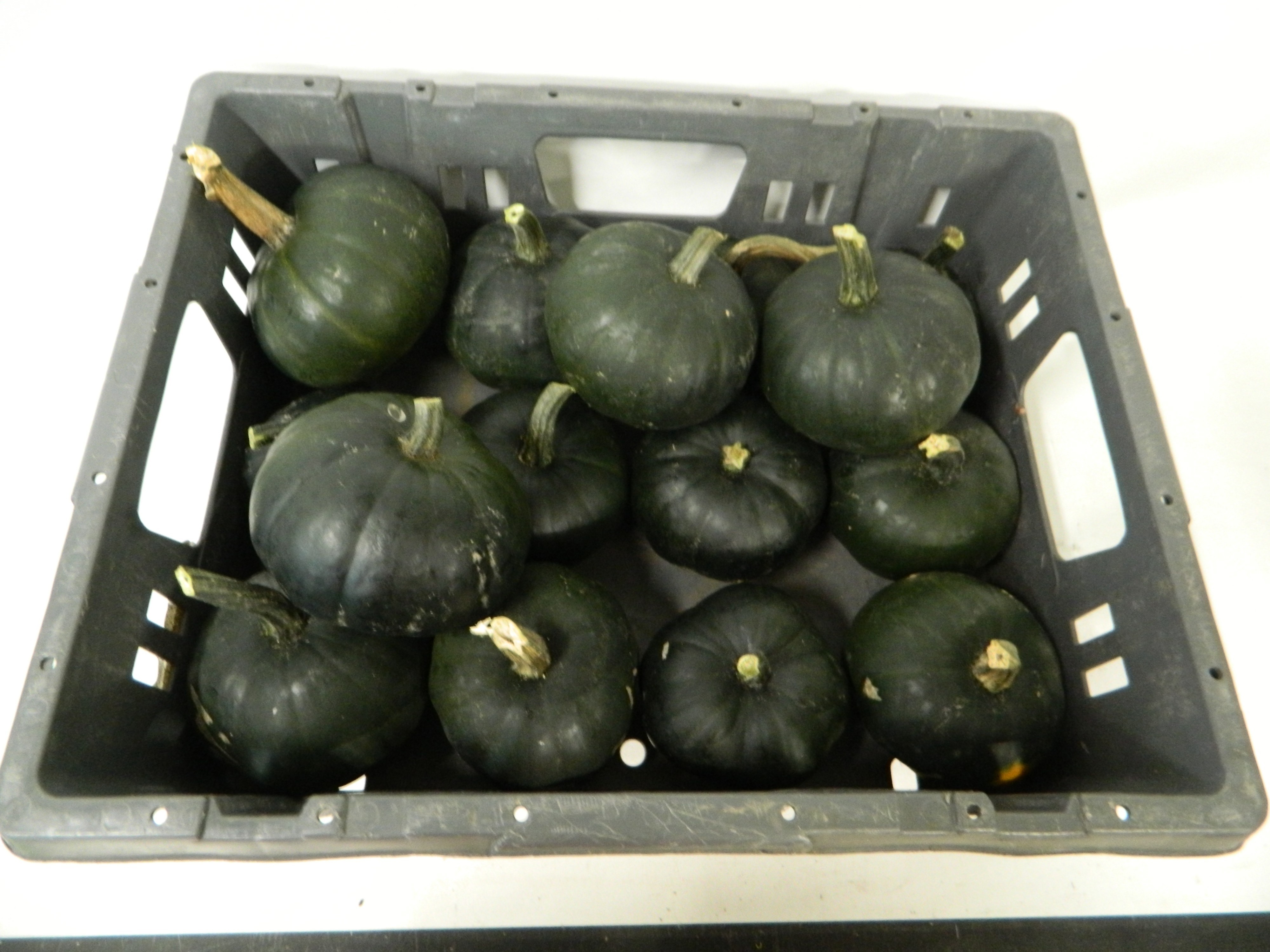 Cucurbita