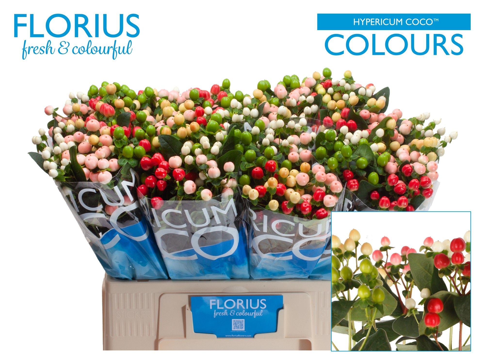 Hyp Coco Colours Gem