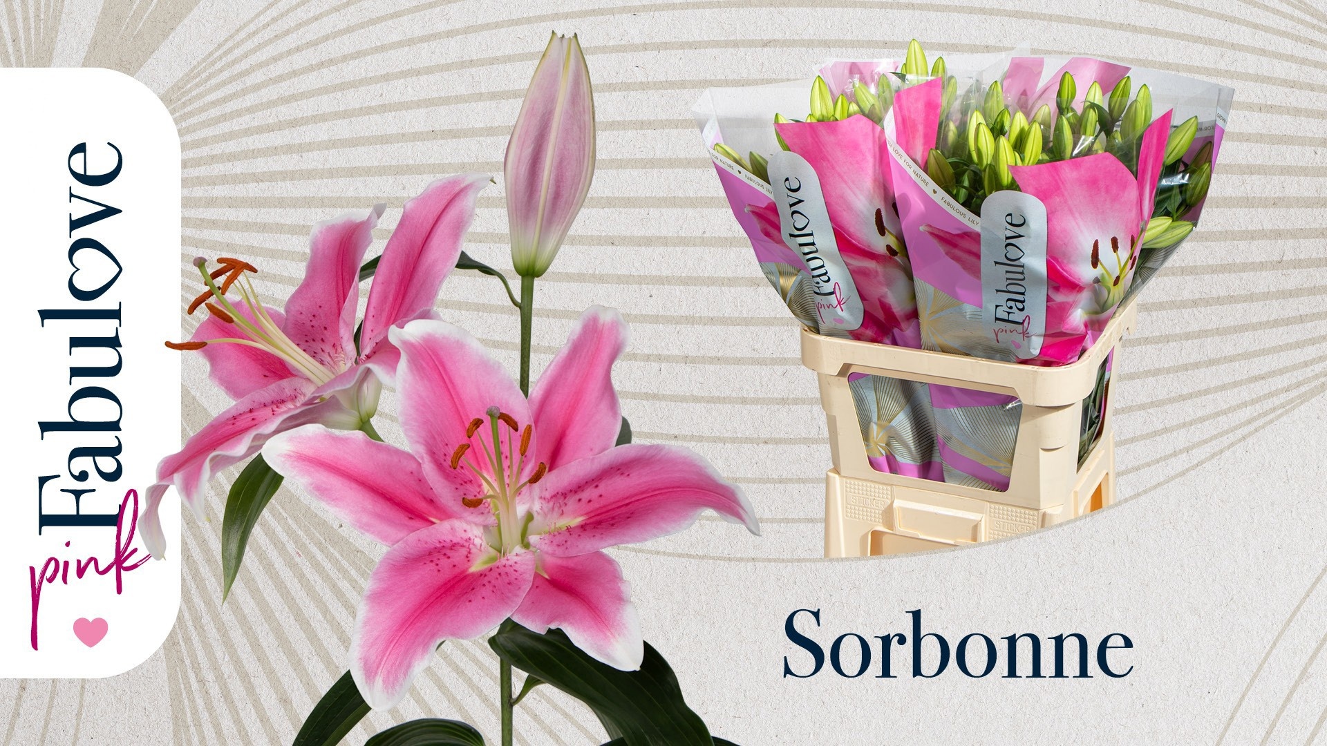 Lilium Or Sorbonne 80cm 3/5bl