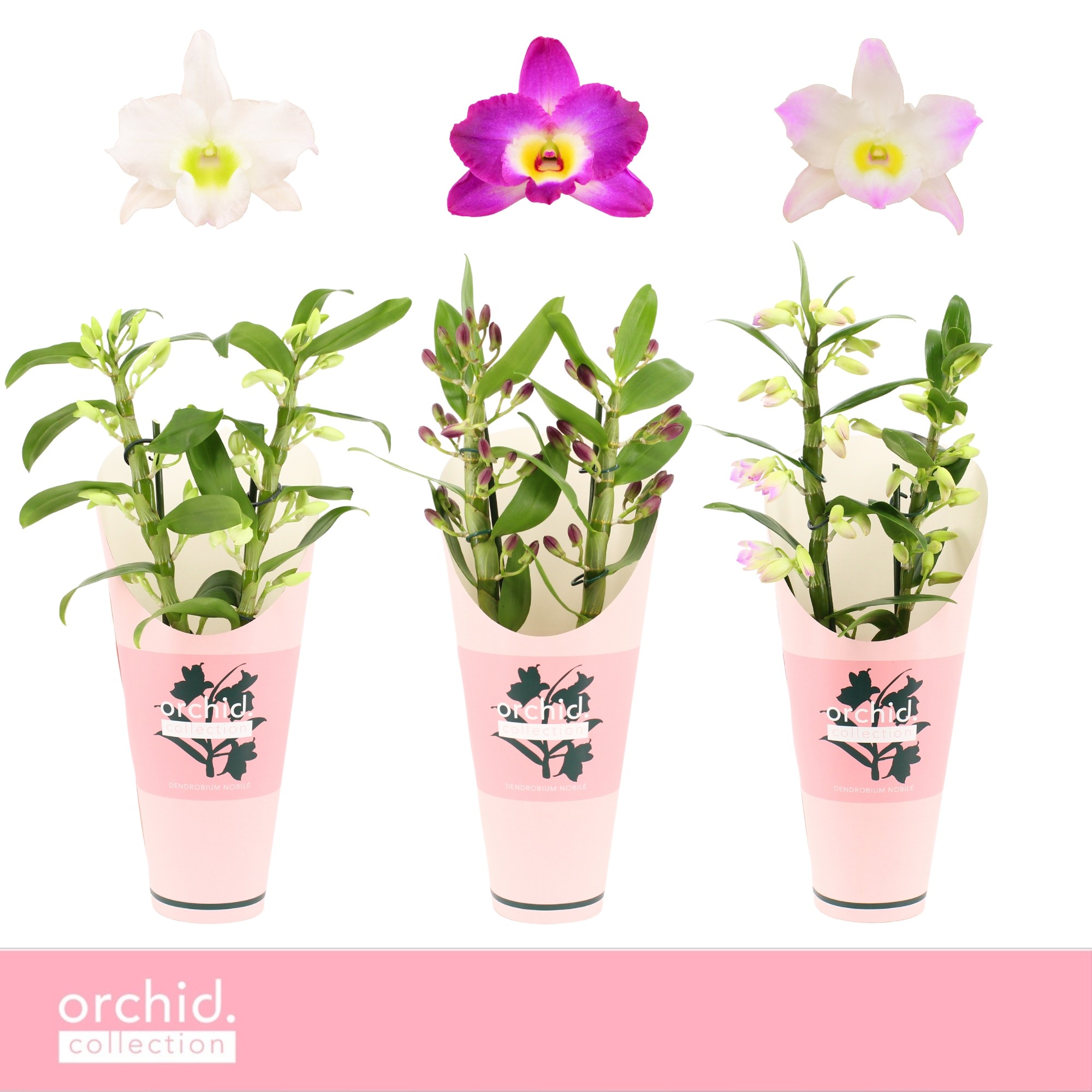 Picture of Dendrobium Nobilé, Mix 2-spike Compact Orchid Collection Potcover P12 40CM