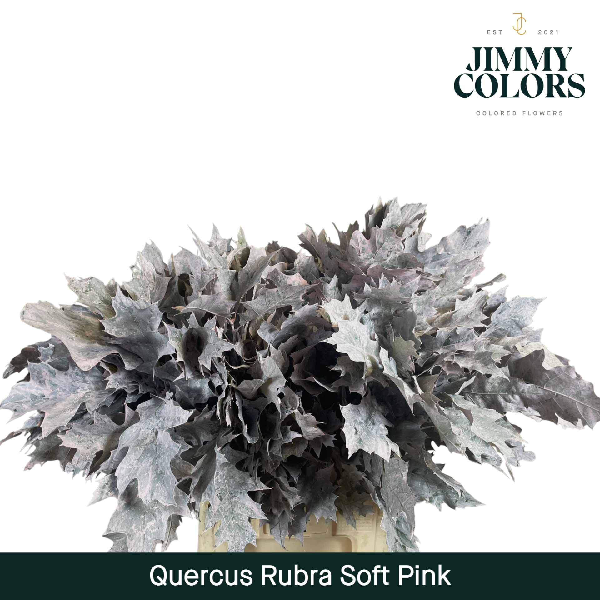 Quercus Rubra L80 Soft Pink