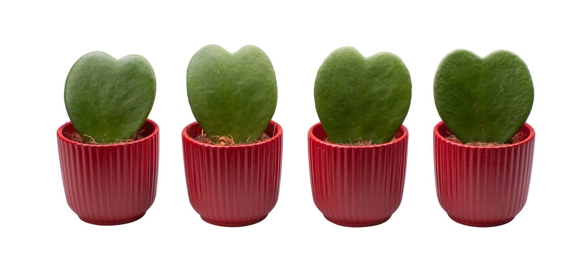 Hoya L 65591 with Hoya Kerrii