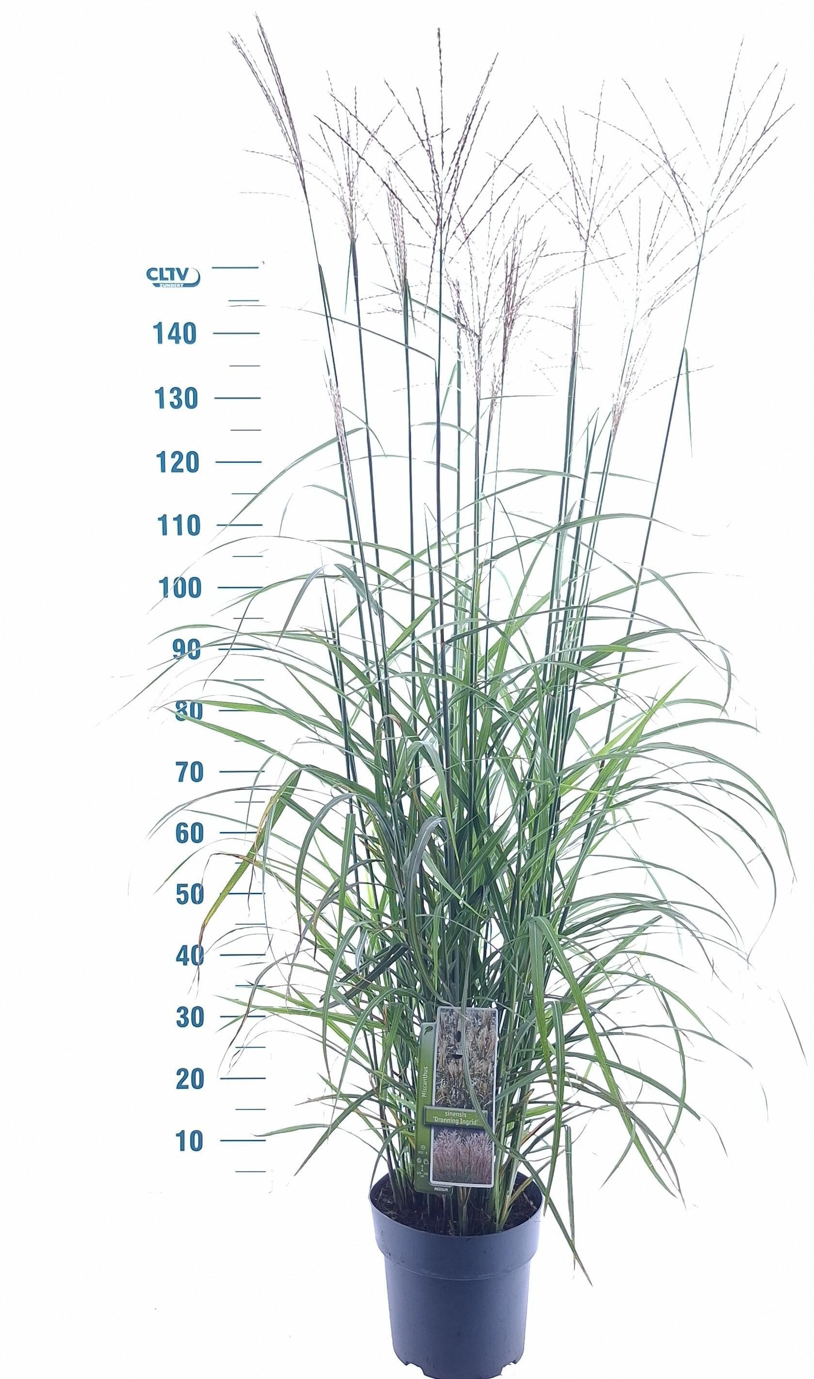 Miscanthus sinensis 'Dronning Ingrid'
