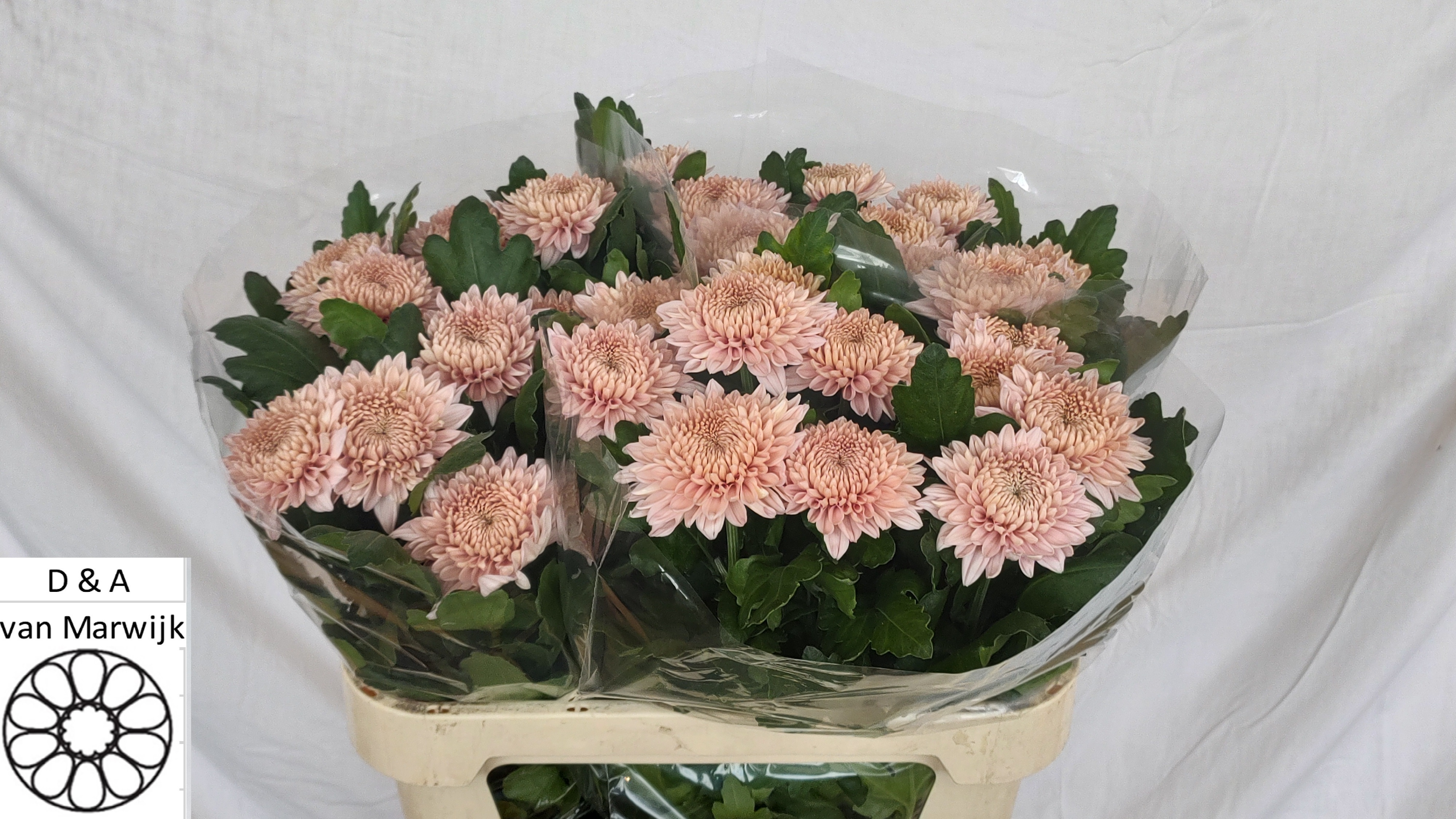 Chrysant Single Marielle 70cm 60gram