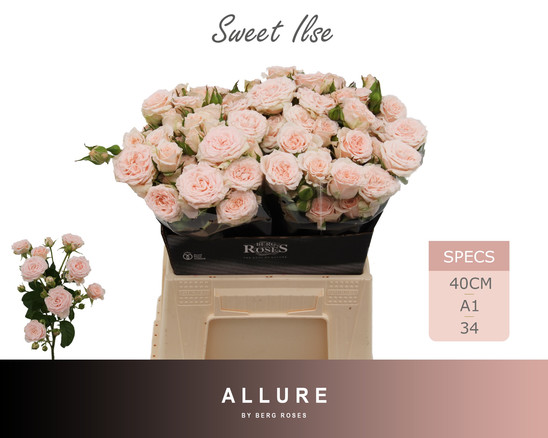 R Tr Sweet Ilse 40cm