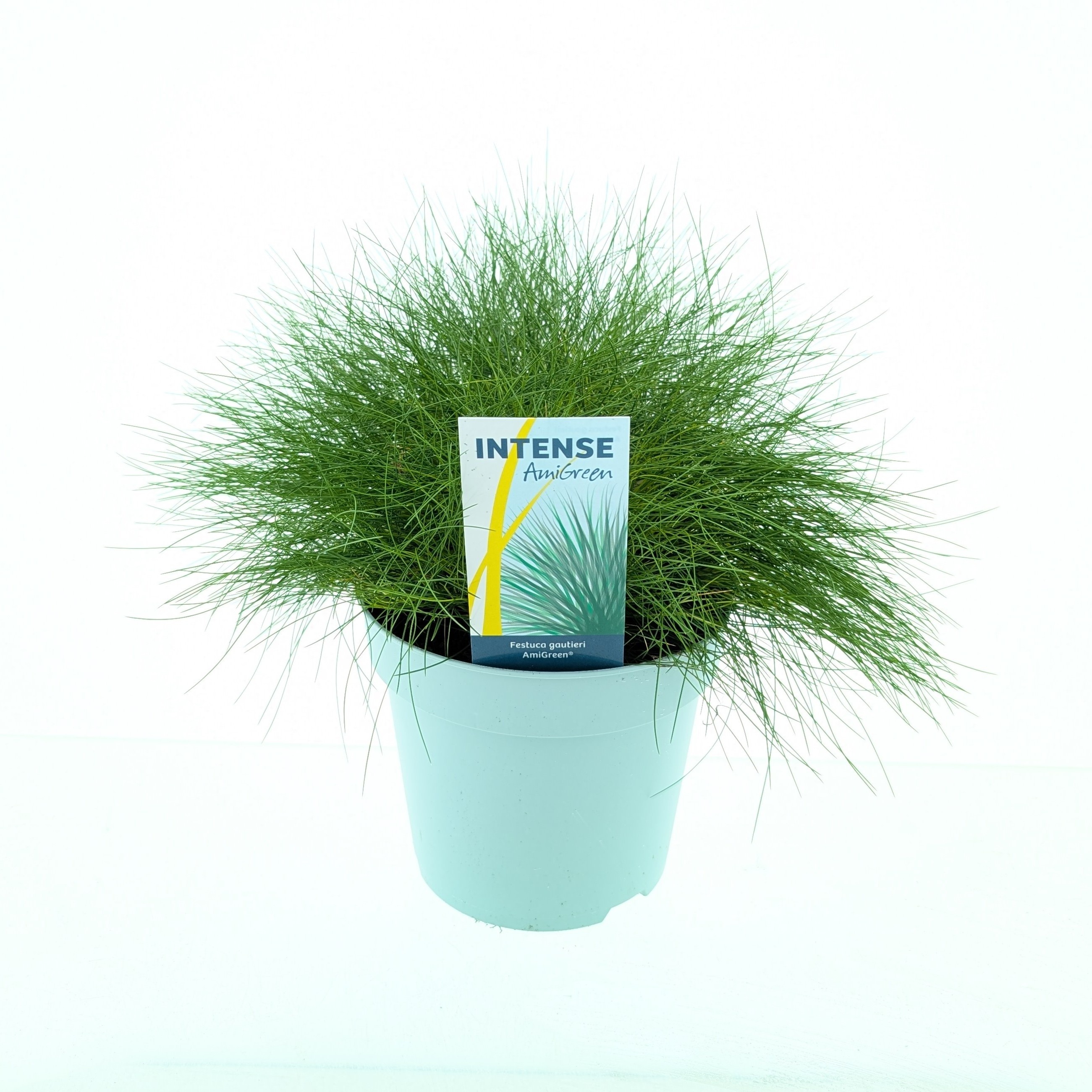 Picture of Festuca gautieri AmiGreen®