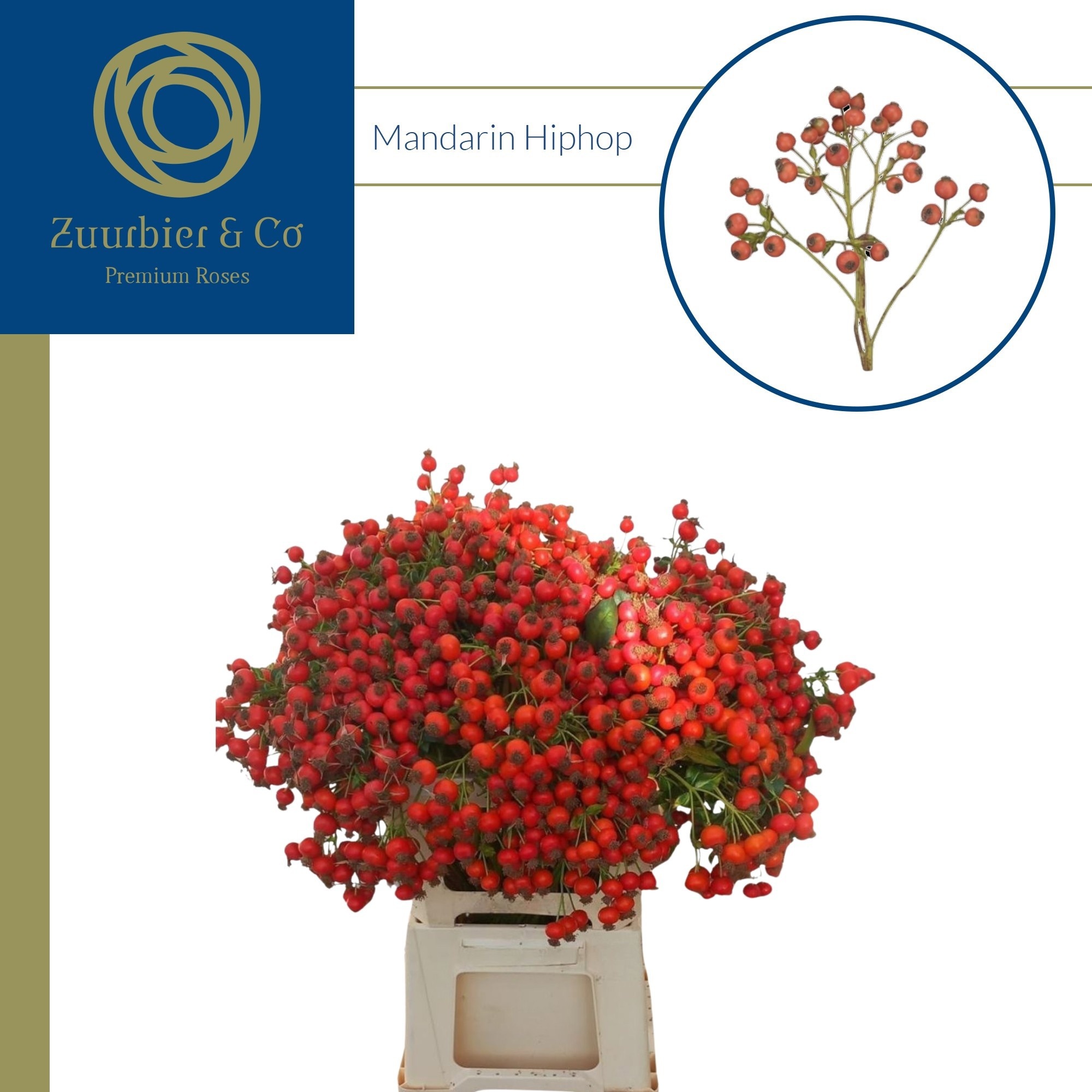 Rosa Mandarin Hiphop 60cm