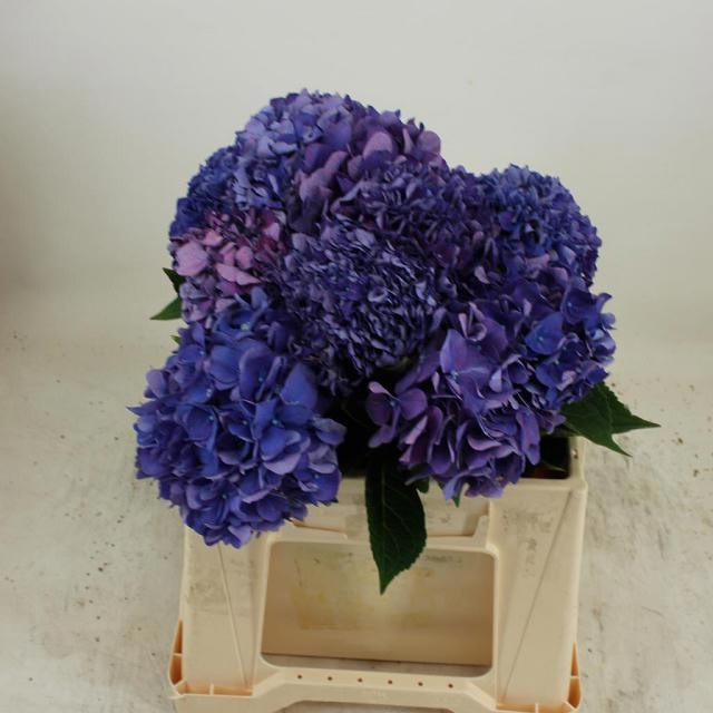 Hydrangea Rodeo Purple 40cm 13Ø
