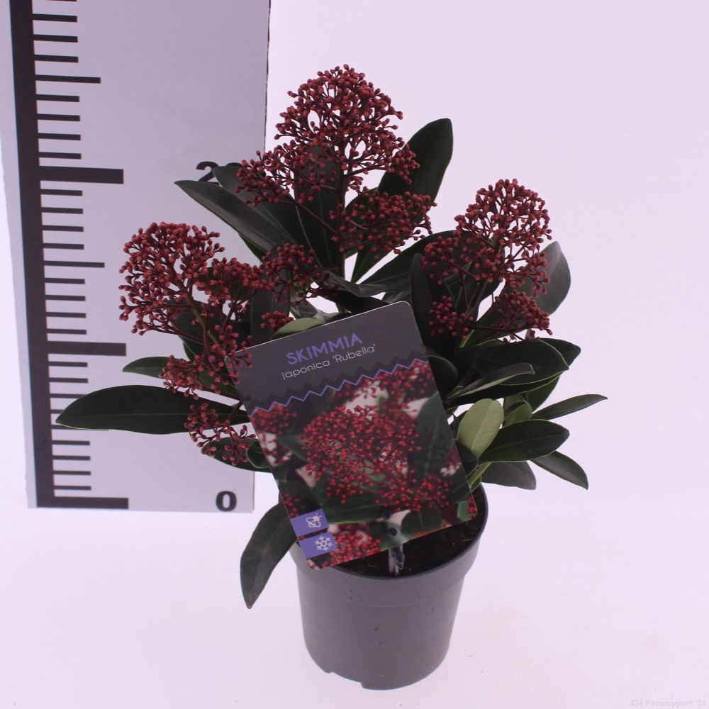 Picture of Skimmia jap. 'Rubella'