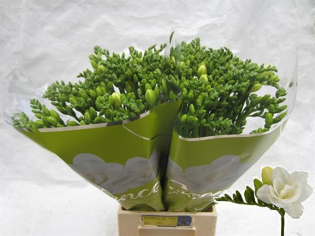Freesia Double Essence 50cm 28gram
