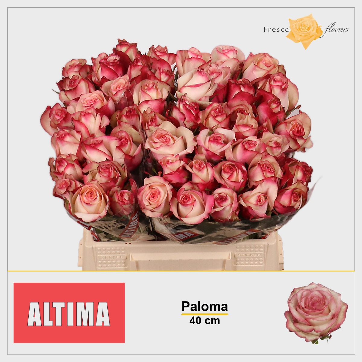 Rosa Paloma 40cm