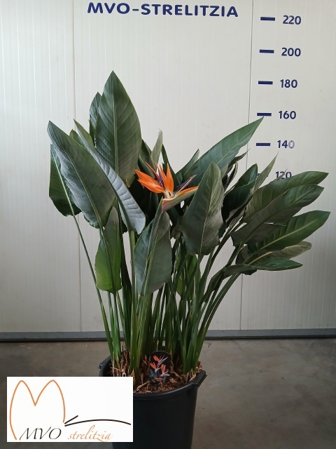 Strelitzia Regin Bl 40P 150H