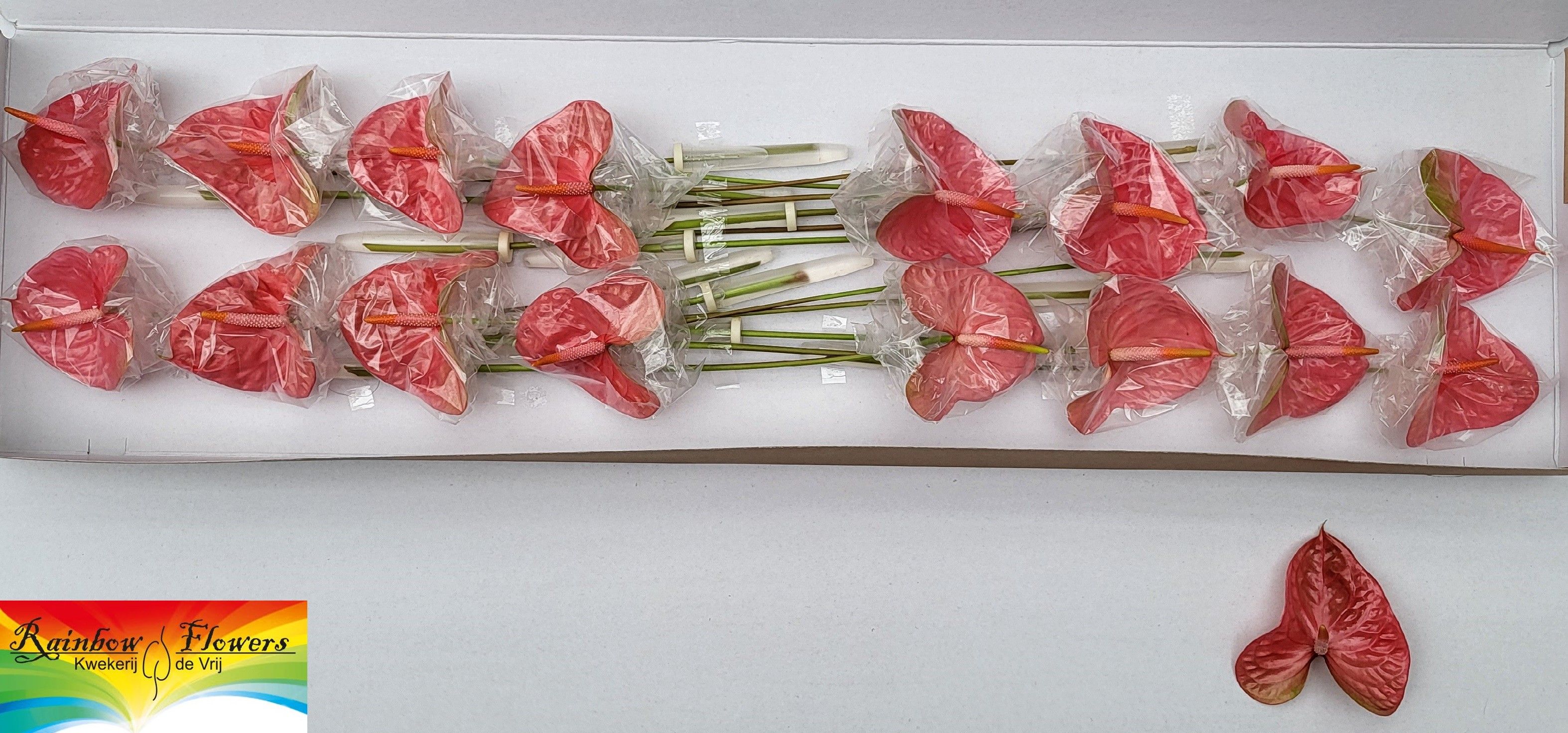 Anthurium Merotto 11Ø